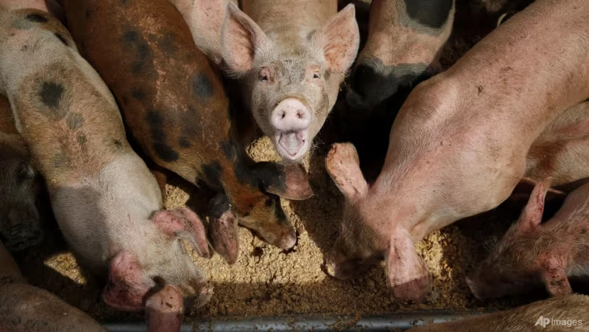 香港因非洲豬瘟撲殺逾5,600頭生豬