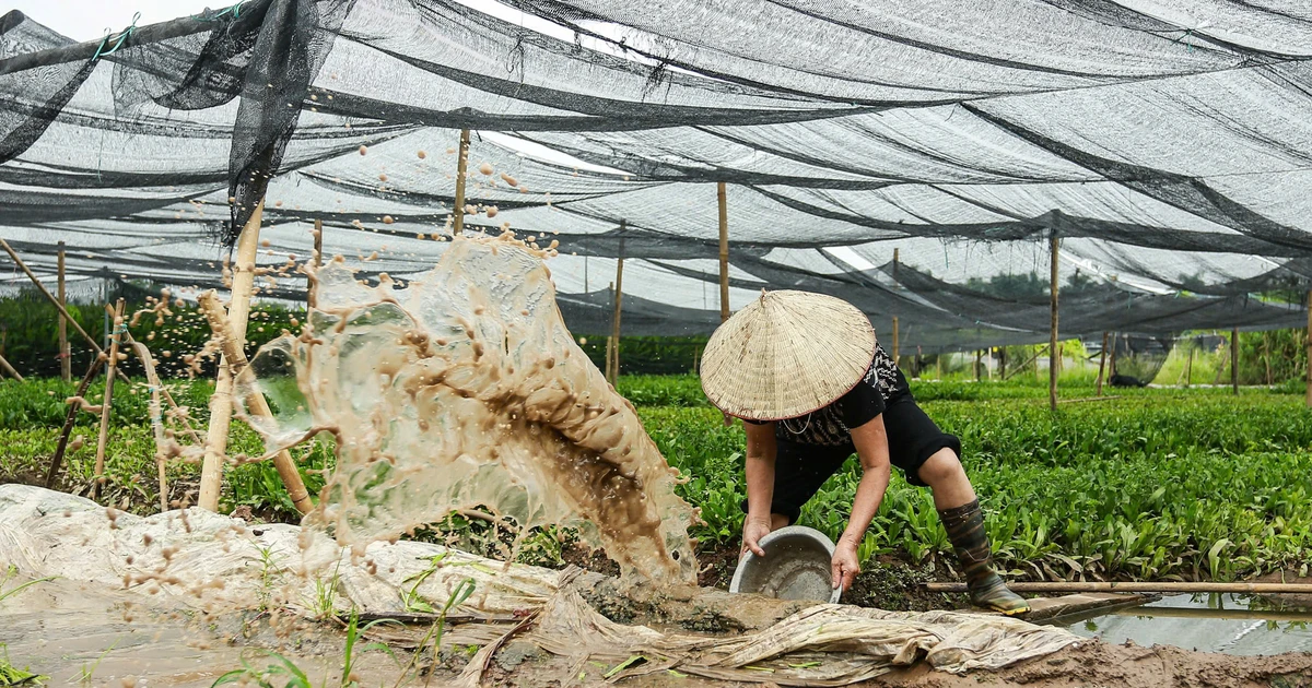 The people of Tay Tuu in Hanoi try to save the flooded flower fields