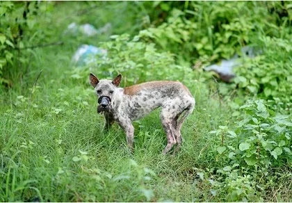 Sau 1 năm, chú chó bị hoại tử mõm tại Bến Tre đã hồi phục thế này đây! | Báo Pháp Luật TP. Hồ Chí Minh