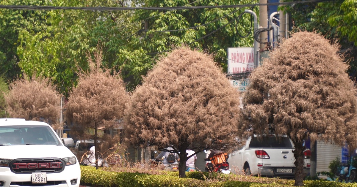 Hàng loạt cây Tùng Dương 'đẹp như mơ' khô héo trung tâm Đồng Nai
