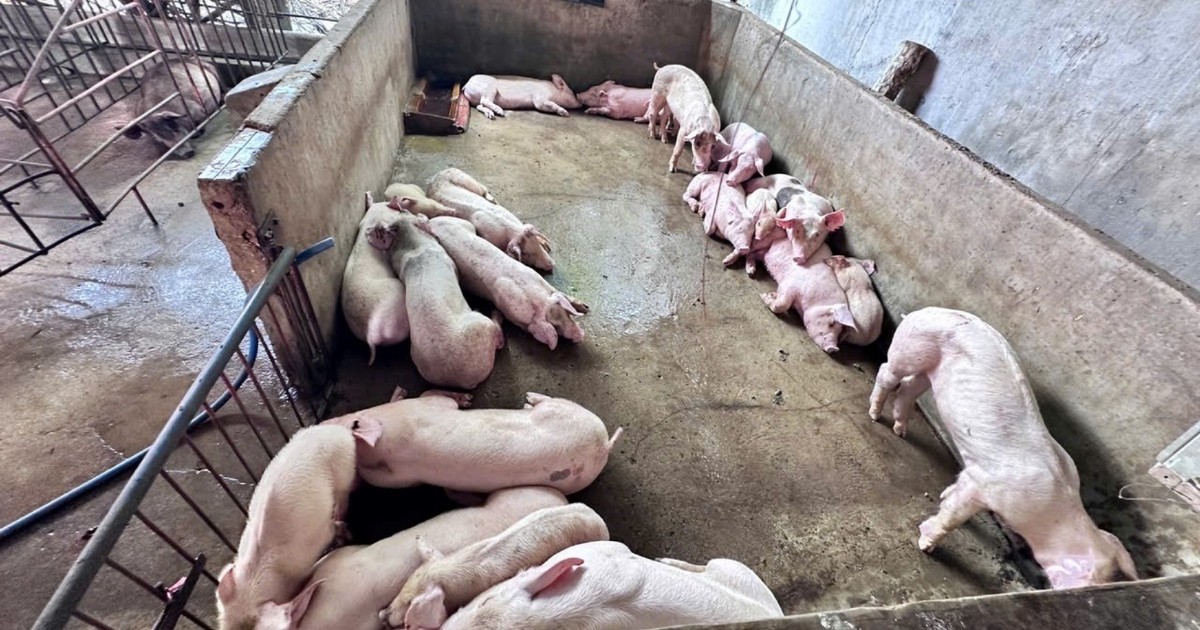 3 người ở Đồng Nai bị bắt tạm giam vì giết mổ heo bệnh đem bán