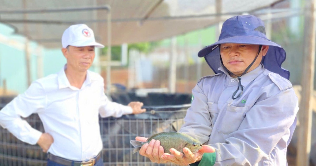 Độc lạ mô hình cá mú Úc trên cao nguyên, nuôi không đủ bán