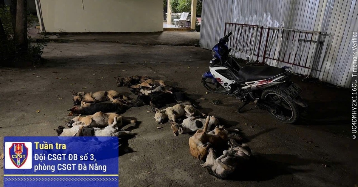 Nghi phạm trộm bỏ lại 13 con chó khi bị cảnh sát giao thông truy đuổi
