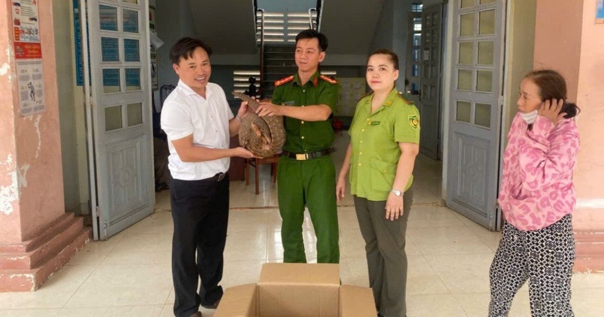 Bắt gặp tê tê khi đi soi ếch, người dân đem nộp công an
