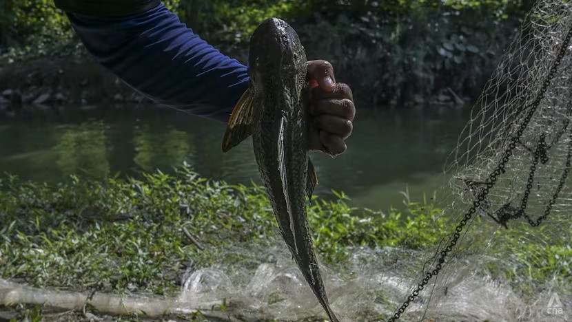 Báo động đà ‘chiếm lĩnh địa bàn’ của cá lau kính ở sông hồ Đông Nam Á