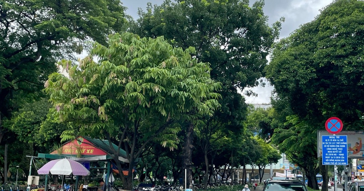 TP.HCM sẽ có nhiều bãi đậu xe nổi ở trung tâm
