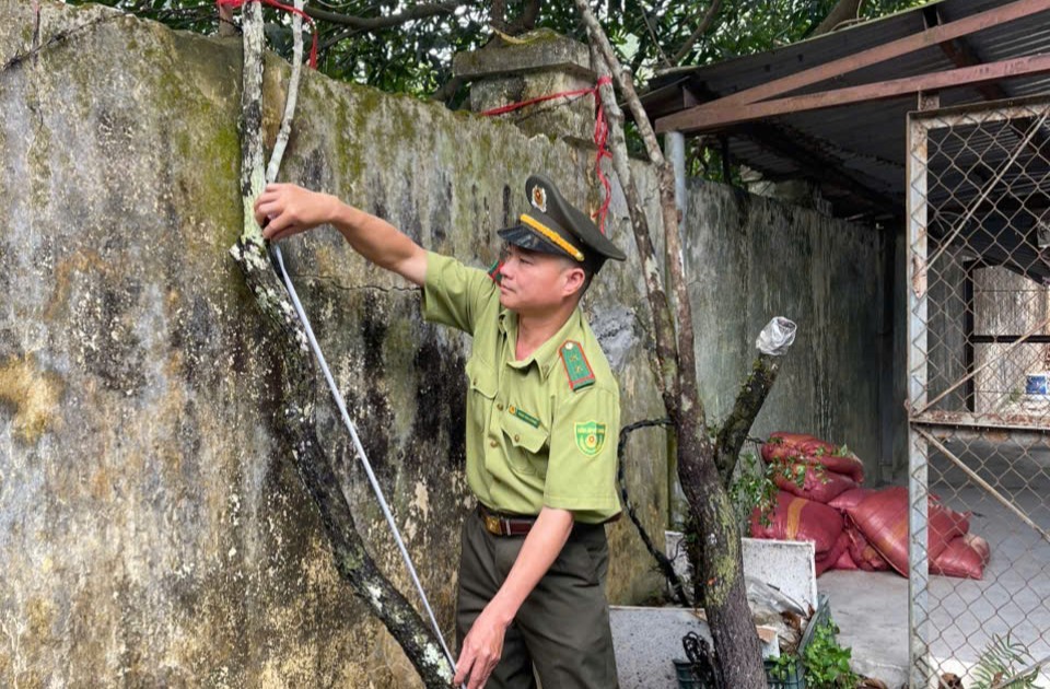 Kiểm lâm Thanh Hóa đưa ra phương án xử lý tang vật cây muội hồng