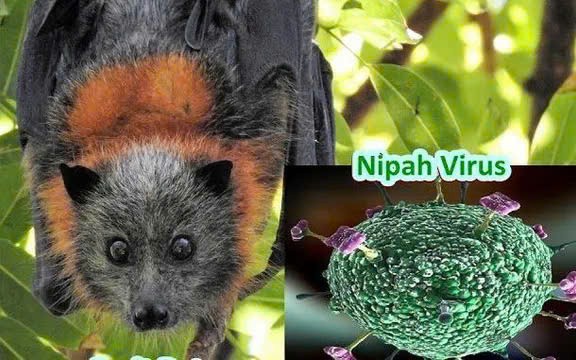TP.HCM chủ động phòng, chống nguy cơ virus Nipah xâm nhập | Báo Pháp Luật  TP. Hồ Chí Minh