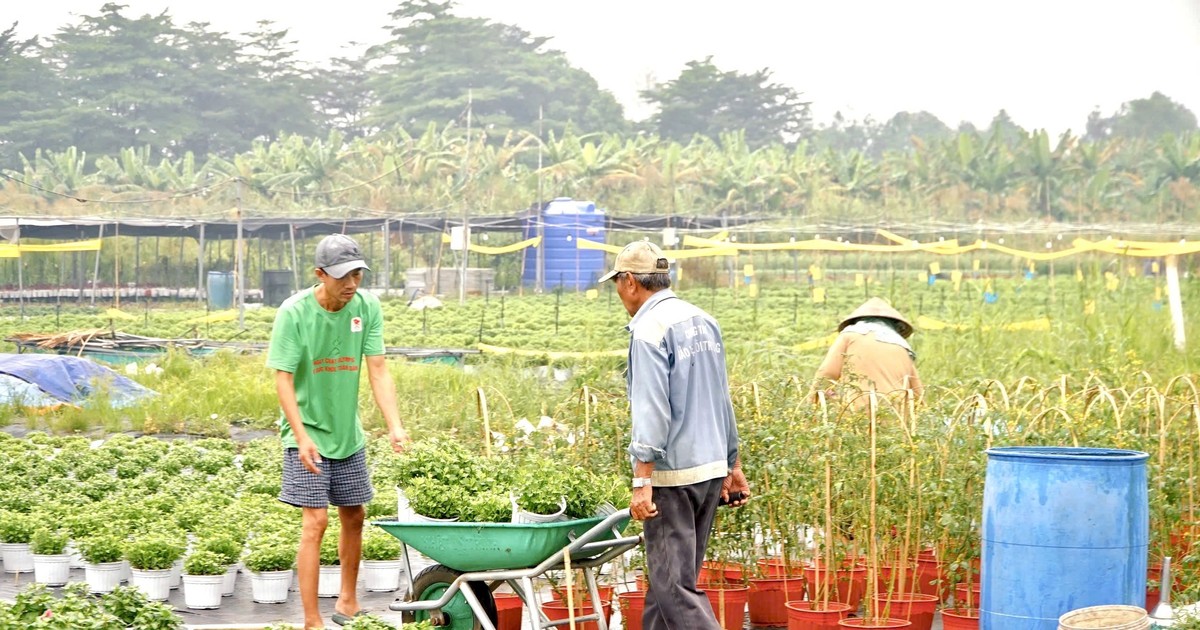 TP.HCM sẽ đào tạo 1.680 lao động nông thôn theo mô hình 'nông dân số