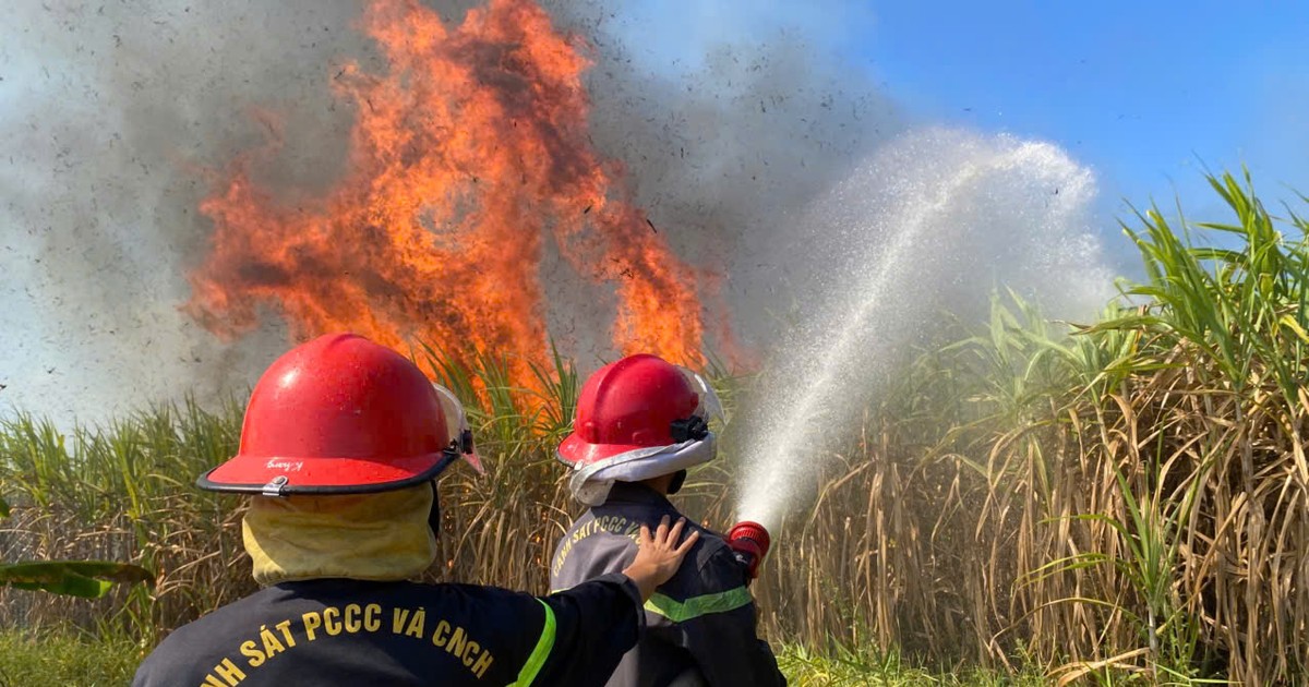 Công ty đường thu mua toàn bộ 40 ha mía bị cháy cho nông dân Khánh Hòa - Báo Pháp Luật TP. Hồ Chí Minh