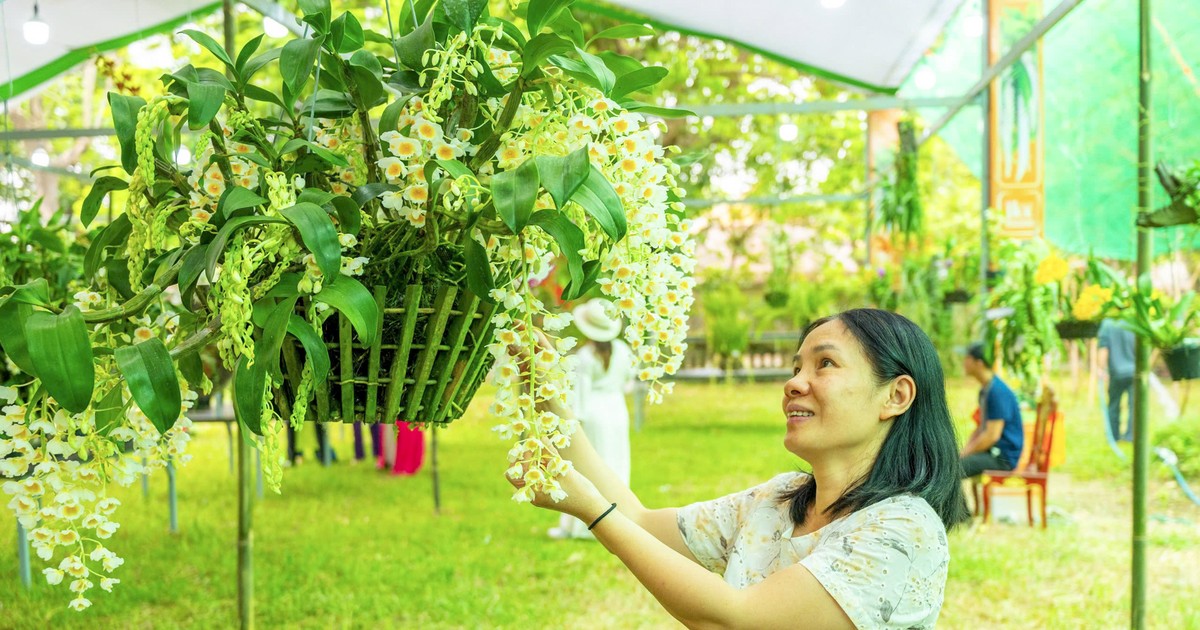 Ngắm hàng ngàn giò lan khoe sắc trong Đại nội Huế