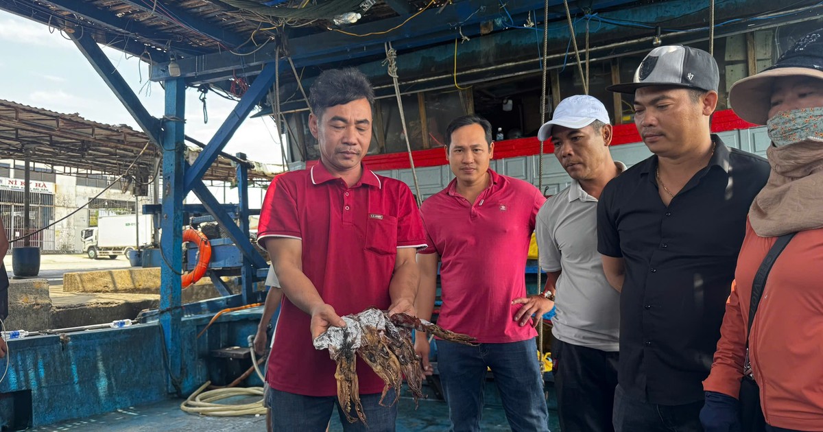 Giá mực xà kỷ lục, có tàu cá Quảng Ngãi thu gần chục tỉ đồng