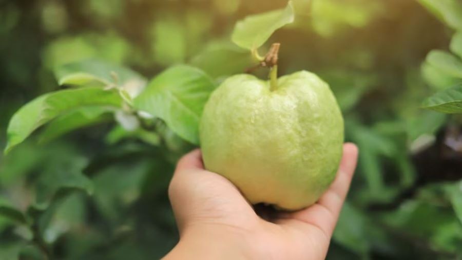 Bí quyết giảm cân bất ngờ từ loại quả quen thuộc với người Việt