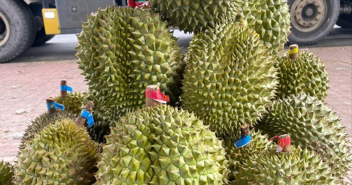 Vừa thu tiền trăm mỗi kg, giá sầu riêng lại quay đầu giảm mạnh