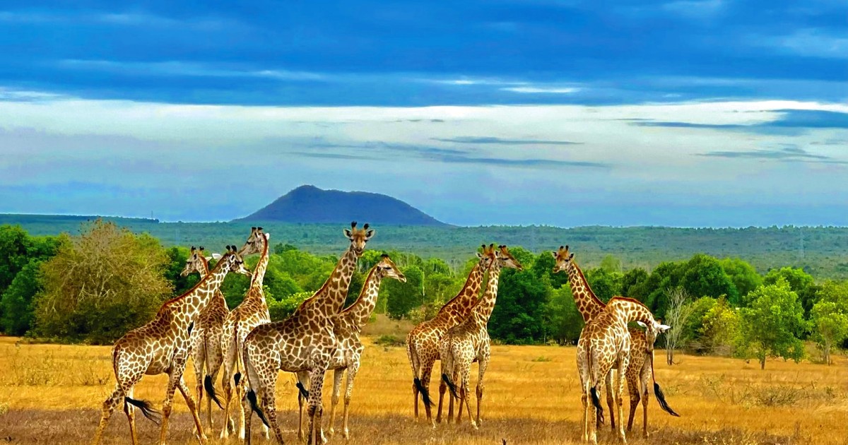 Phó Thủ tướng nghe báo cáo gỡ vướng cho Safari Hồng Liêm