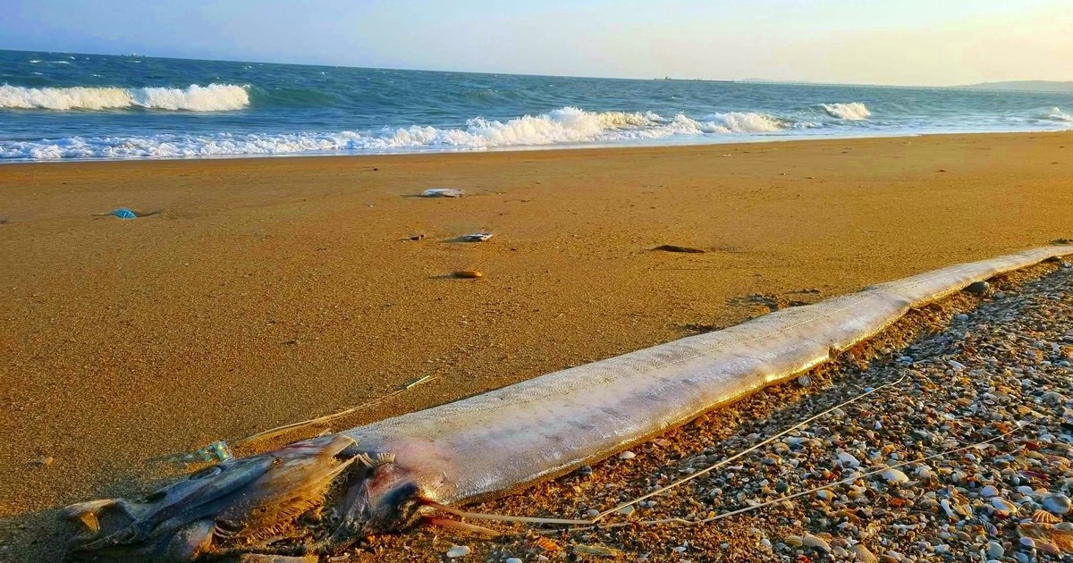 5 con cá hố rồng liên tiếp dạt bờ biển Lâm Đồng và lời kể của nhà báo ...