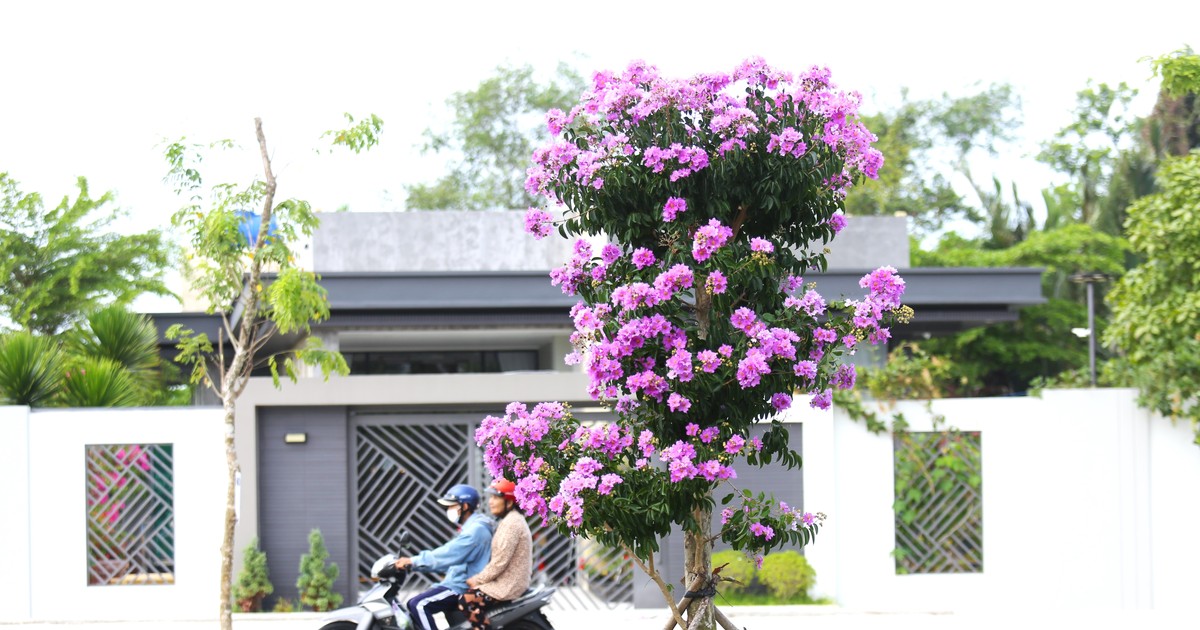 Ngắm hoa bằng lăng khoe sắc tím giữa lòng phố xứ dừa