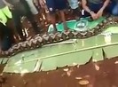 Kinh hoàng phát hiện một phụ nữ Indonesia bị trăn nuốt chửng