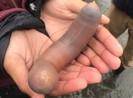 Hàng ngàn con cá dương vật bỗng nhiên xuất hiện tại bờ biển