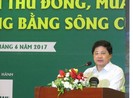 Bệnh rầy nâu, vàng lùn trên lúa tái bộc phát sau 10 năm