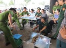 Bắt giữ lô ngà voi và vảy tê tê lớn nhất nhiều năm qua