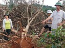 Rẫy của dân có trước dự án Công ty Long Sơn