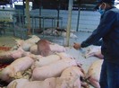 Tiêu hủy tất cả heo ‘dính’ thuốc an thần
