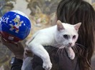 Chú mèo ở Cung điện Mùa đông kế thừa bạch tuộc Paul