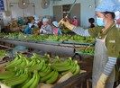 Mỹ-Trung ăn miếng trả miếng: Hàng Việt bị vạ lây