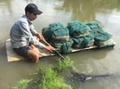 Dân khốn khổ với mùi hôi ‘lạ’ ở Bình Chánh