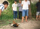 ĐIỀU TRA: Từ đá gà qua mạng đến trường gà thật