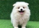 Lỡ tay làm chết chó cảnh của người khác