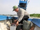 Lão nông cù lao chuyển bệnh bằng tắc ráng