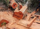 Gỗ rừng Vườn quốc gia Yok Đôn lại bị đốn hạ