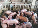Người bán thịt heo bị viêm màng não