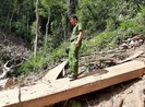 Có dấu hiệu hình sự vụ phá rừng đặc dụng Nam Kar