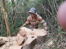 Sở Nông nghiệp nêu trách nhiệm vụ phá rừng đặc dụng Nam Kar