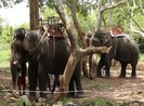 Voi 'bảo mẫu' H’Băn chết ở tuổi 59 sau nhiều năm làm du lịch