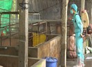 Dịch tả lợn châu Phi tấn công ồ ạt 6 tỉnh miền Tây