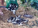 Vẫn chưa hỗ trợ thiệt hại thủy sản chết do ô nhiễm nguồn nước