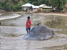 Cá nhám voi bỏ mạng do bơi vào bẫy cá