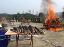 Cần biến tiêu hủy ngà voi trở thành thông lệ tại Việt Nam!