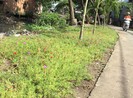 Dân có thể nhắn tin phản ánh tình trạng xả rác