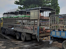 Giữa cơn sốt, lo heo lậu từ Thái Lan tuồn vào Việt Nam
