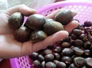 Hạt dẻ Trung Quốc gắn mác Việt Nam, làm sao để nhận biết?