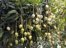 Công an Bình Thuận thông tin nghi án tử vong dưới gốc xoài