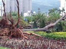 Bão số 5 tàn phá nhiều công trình ở Quy Nhơn