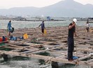 Dùng tàu chuyên dụng cưỡng chế người trên bè tránh bão số 6