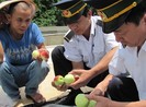 Hoa quả Trung Quốc không nhập vào Lạng Sơn