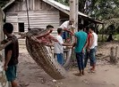 Bắt được mãng xà 8 m, dân Indonesia xẻ thịt nướng ăn